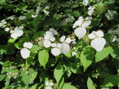 Hydrangea scandens