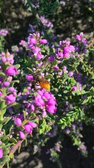 Philanthus triangulum diadema