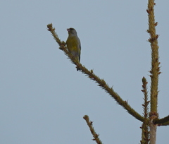 Chloris chloris