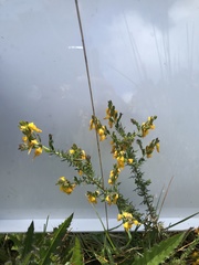 Genista ancistrocarpa