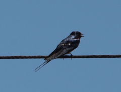 Hirundo rustica