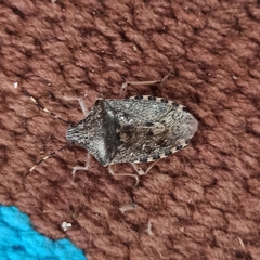 Rhaphigaster nebulosa