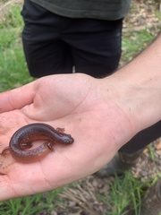 Pseudotriton montanus