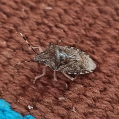 Rhaphigaster nebulosa