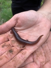 Pseudotriton montanus