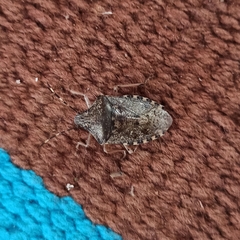 Rhaphigaster nebulosa