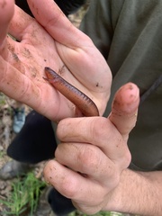 Pseudotriton montanus