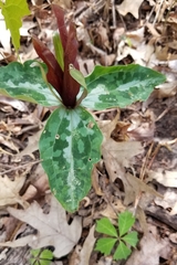 Trillium underwoodii
