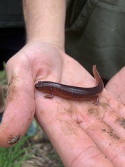 Pseudotriton montanus