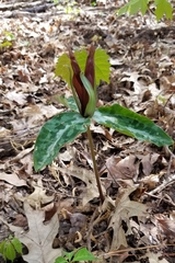 Trillium underwoodii
