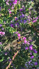 Philanthus triangulum diadema
