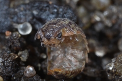 Porcellium collicola