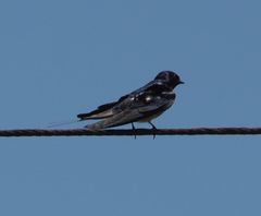 Hirundo rustica