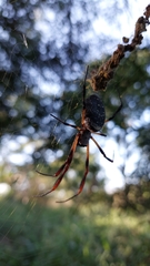 Trichonephila sexpunctata