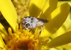 Tebenna gnaphaliella