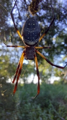 Trichonephila sexpunctata