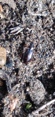 Agonum