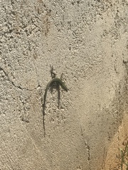 Podarcis siculus siculus