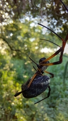 Trichonephila sexpunctata