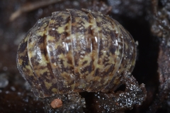 Porcellium collicola