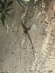 Podarcis siculus siculus