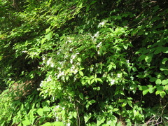 Hydrangea scandens
