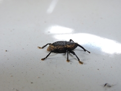 Homalinotus deplanatus