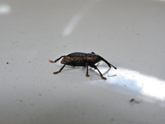 Homalinotus deplanatus