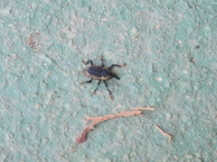 Homalinotus deplanatus