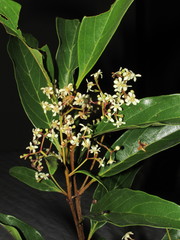Nectandra lanceolata