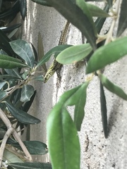 Podarcis siculus siculus