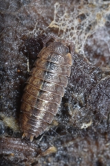 Porcellium collicola