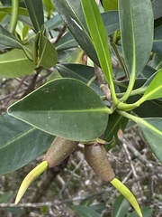 Rhizophora mangle image