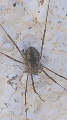 Dasylobus