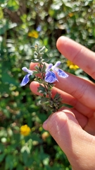 Salvia pallida