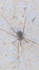 Dasylobus