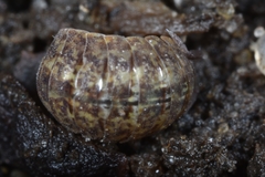 Porcellium collicola
