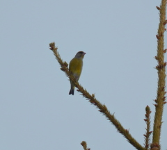 Chloris chloris