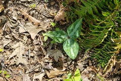 Trillium underwoodii