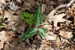 Trillium underwoodii
