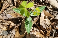 Trillium underwoodii