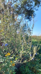 Salvia pallida
