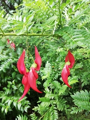Clianthus
