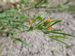 Lathyrus blepharicarpos