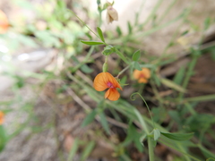 Lathyrus blepharicarpos