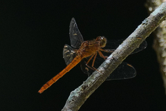 Rhodopygia hinei