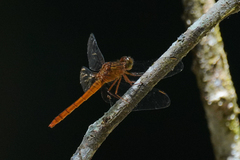 Rhodopygia hinei