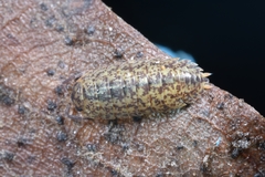 Porcellium collicola
