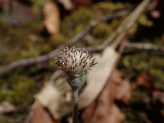 Antennaria solitaria