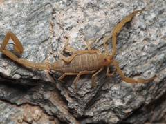 Centruroides sculpturatus